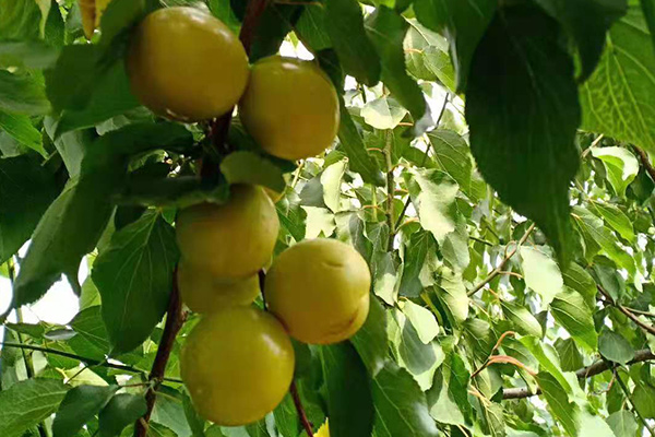 肥城珍珠油杏采摘园在哪里