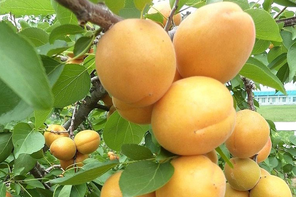 肥城珍珠油杏采摘基地